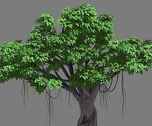 Large Plant - Rongshu 06
