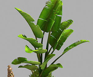 Large leaf plant - tree 32