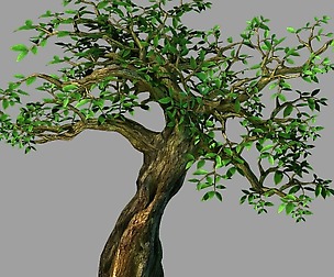 Fernnor Tree Cave - Tree 02