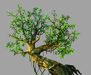 Fernnor Tree Cave - Right Tree 02