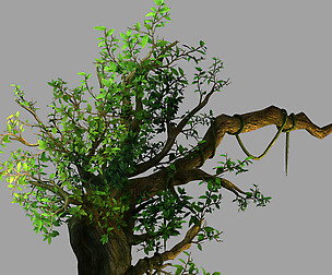 Fernnor Tree Cave - Left Tree 01