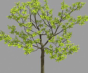 Many leaves - tree 32