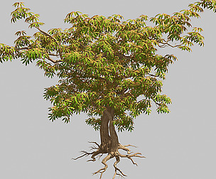 Sharp leaves - Tree 32