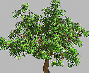 Sharp leaves - Tree 33
