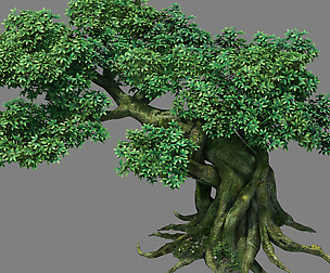 Kazlog shallow bay - tree 04