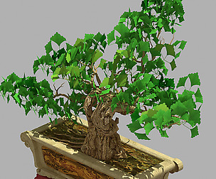 Potted plants - Ginkgo 65