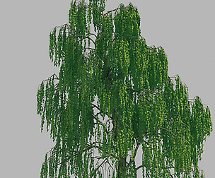 Forest - Birch Tree 45