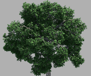 Forest - Ash Tree 32