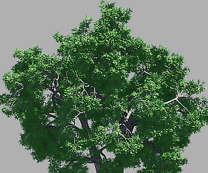 Forest - Ash Tree 54