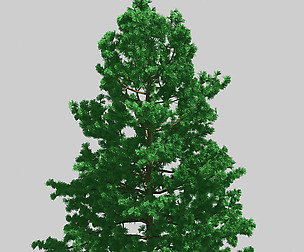 Forest - White Pine 78