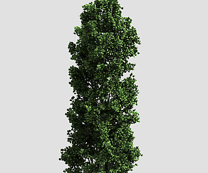 Forest - Poplar 23
