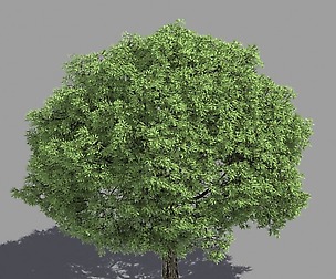 Forest - Brittle Willow 43