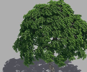Forest - Goose Maple 23