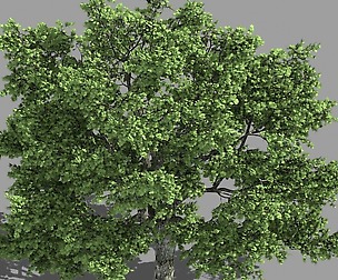 Forest - Tall Eucalyptus 32