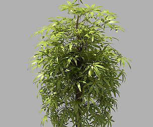 Forest - Sightseeing Trees 06