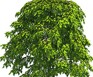 Forest - Red Bean 19