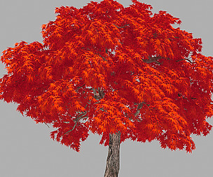 Forest - Red Maple 37