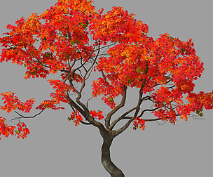 Forest - Red Tree 01