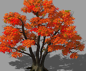 Forest - Red Tree 02