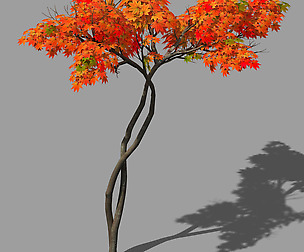 Forest - Red Tree 04