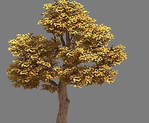Forest - Populus 001