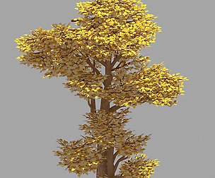 Forest - Populus 002
