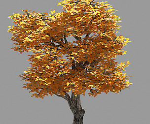Forest - Populus 003
