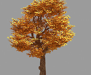 Forest - Populus 004