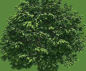 Forest - Cassia Tree 38