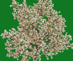 Forest - Pear - Pear Tree