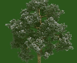 Forest - Wooden Maple Tree 78