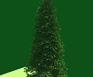 Forest - Norway Spruce 98