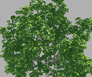 Forest - Lime Tree 34