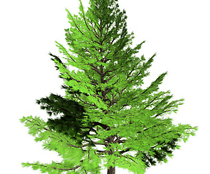 Forest - Cedars 21