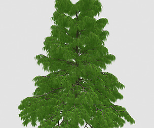 Forest - Cedars 32