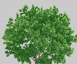 Forest - Olive Trees 32