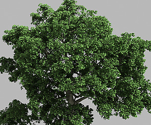 Forest - Eucalyptus 32
