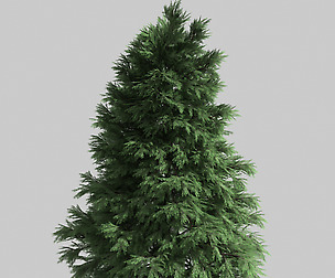 Forest - Scotia Pine 25