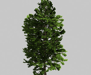 Forest - Scotia Pines 58