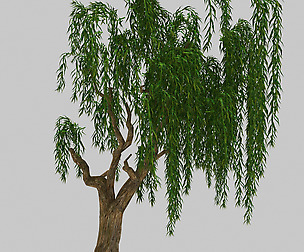 Forest Plant - Willow 92