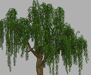 Forest Plant - Willow Tree 93