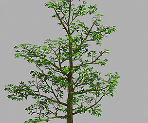 Forest Plants - Trees 63