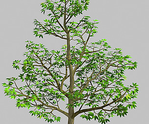 Forest Plants - Trees 64
