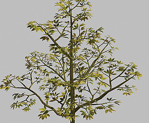Forest Plants - Trees 65