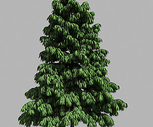 Forest - Medium Eucalyptus 85