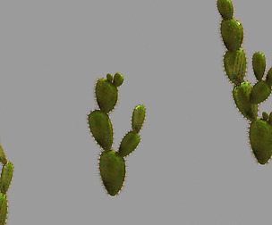 Desert Plant - Cactus 06