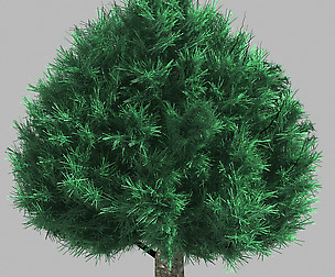 Trees - Cypress 06