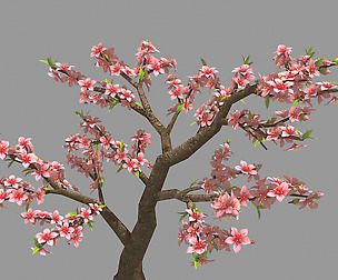 Trees - Peach Trees 23