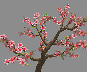 Trees - Peach 26