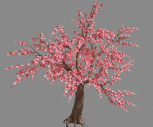 Peach Tree 68